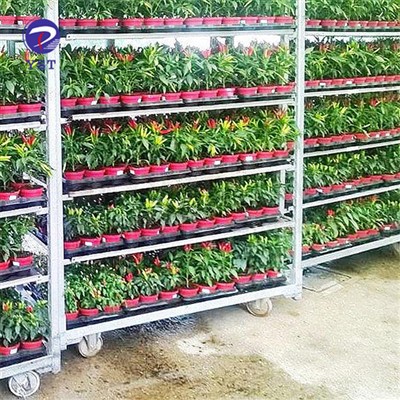 Plant Cc vežimėlių vežimėliai